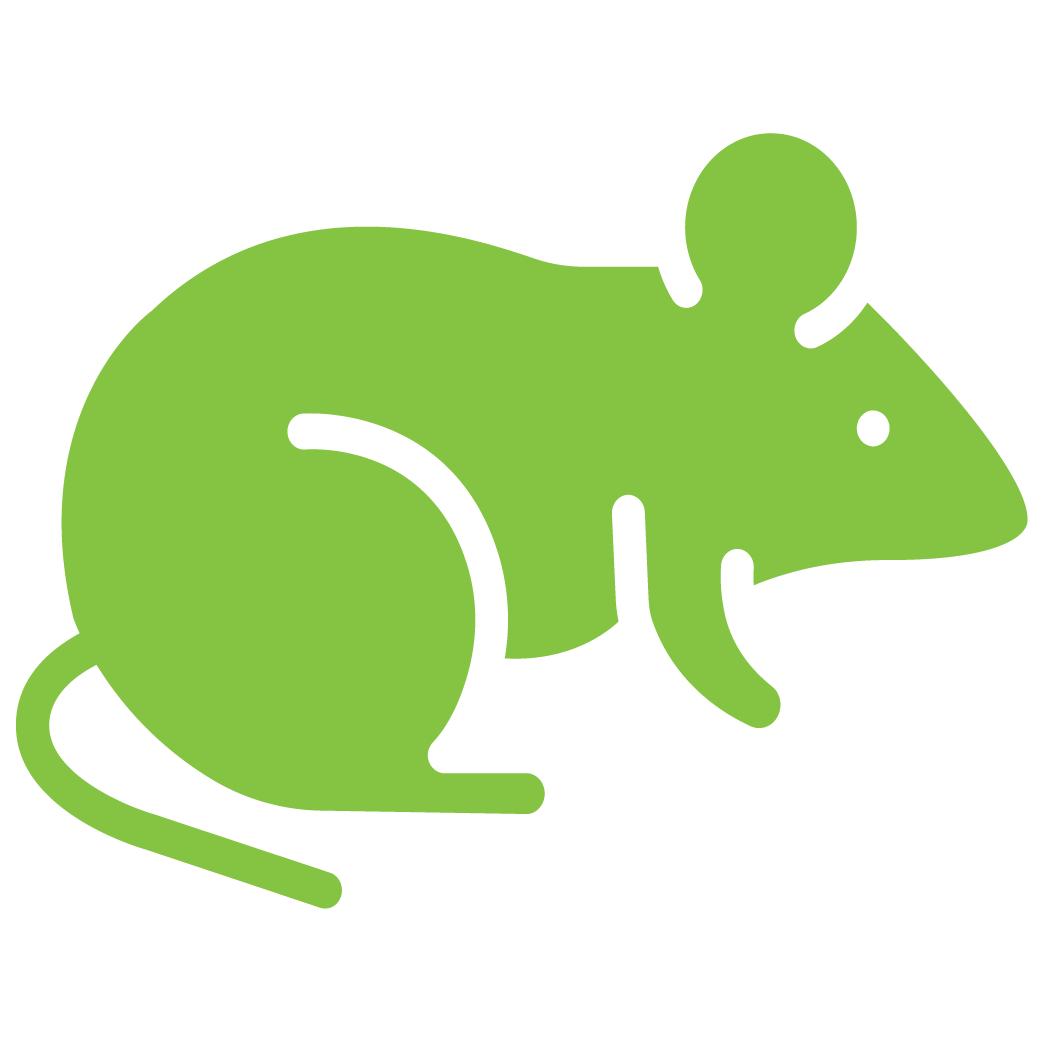 Rodent